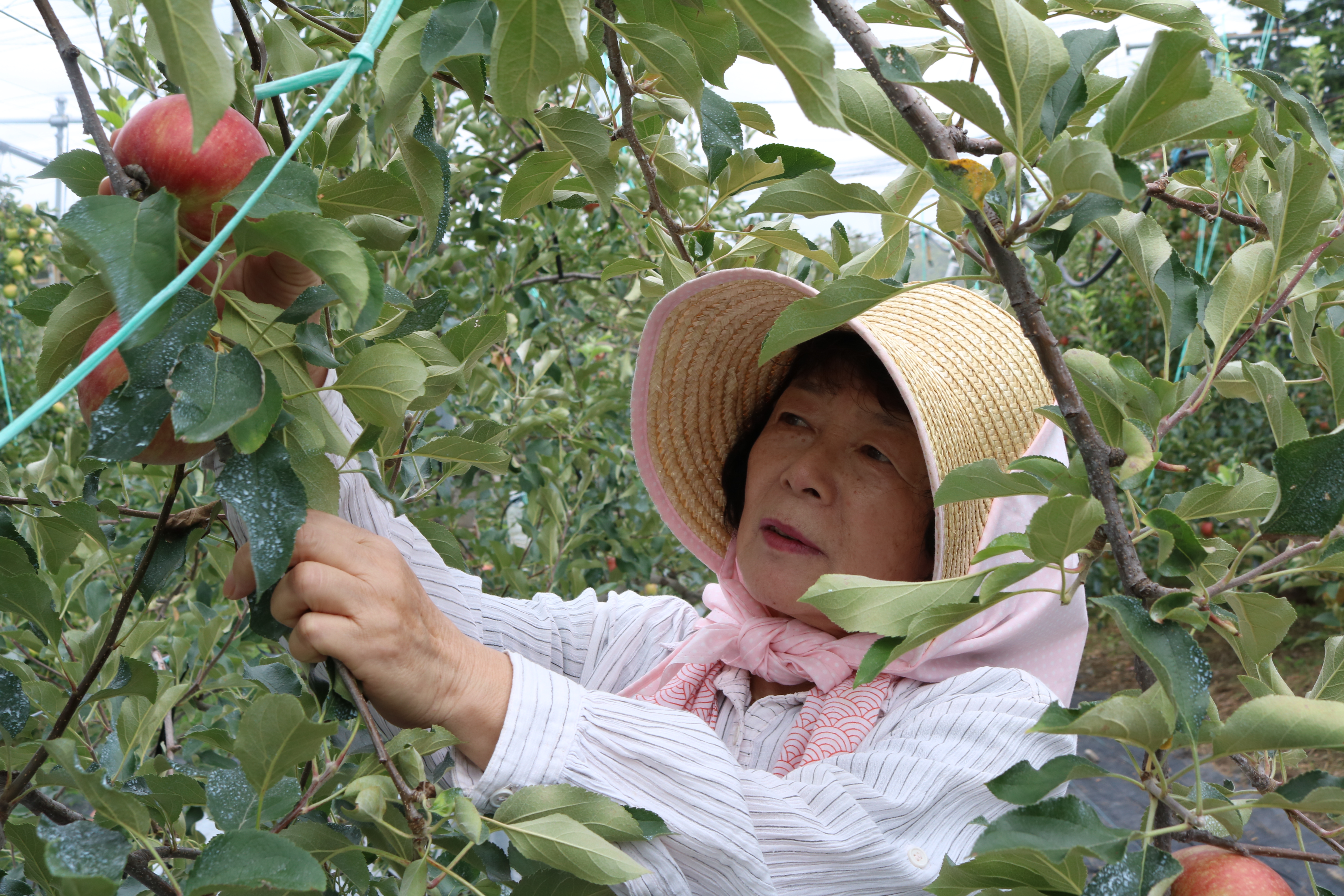 りんご屋 りんご屋 - 大阪梅田（阪急）/立ち飲み | 食べログ