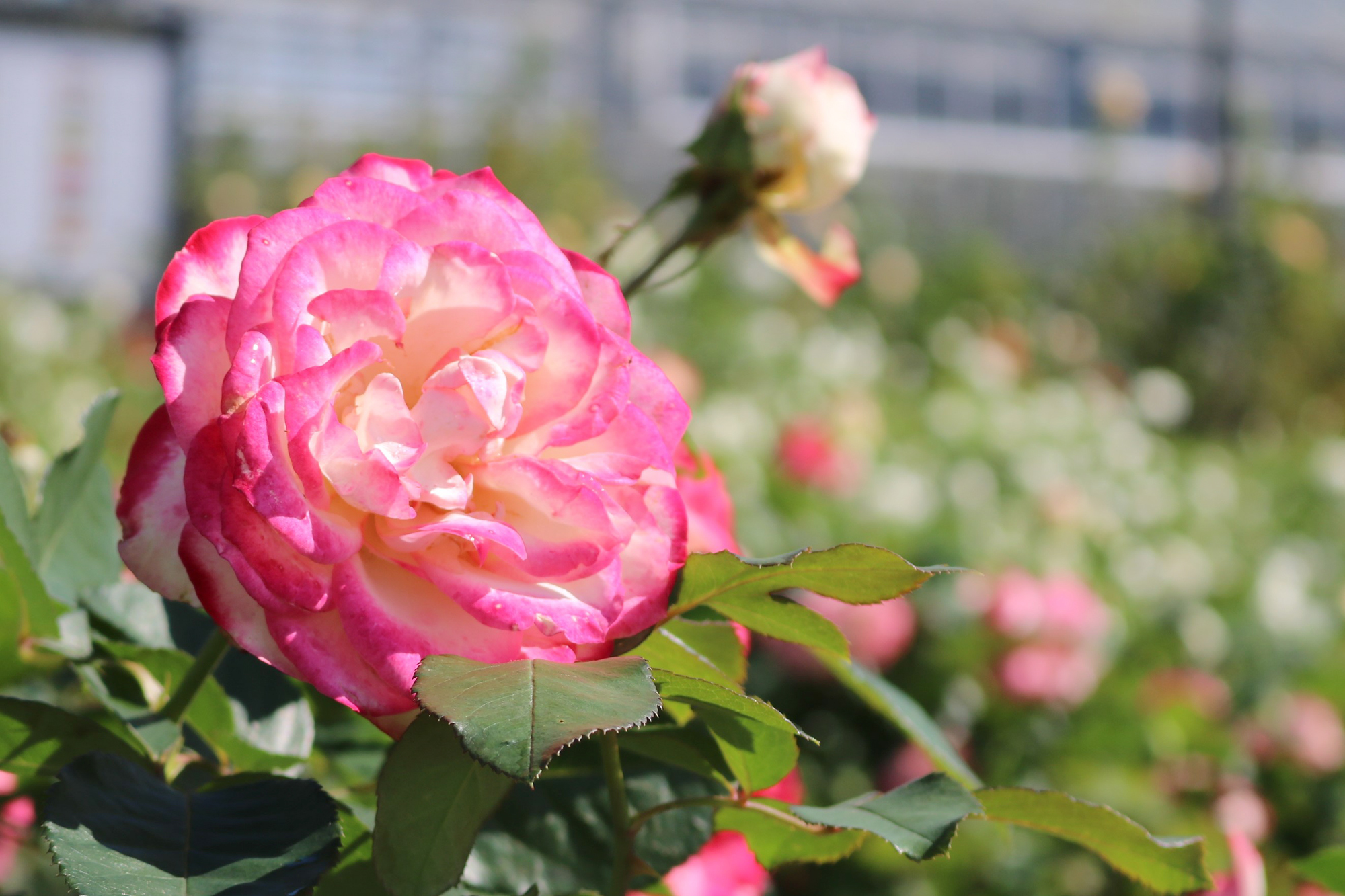 たくさんのバラを見るなら今 島田市ばらの丘公園 大井川で逢いましょう