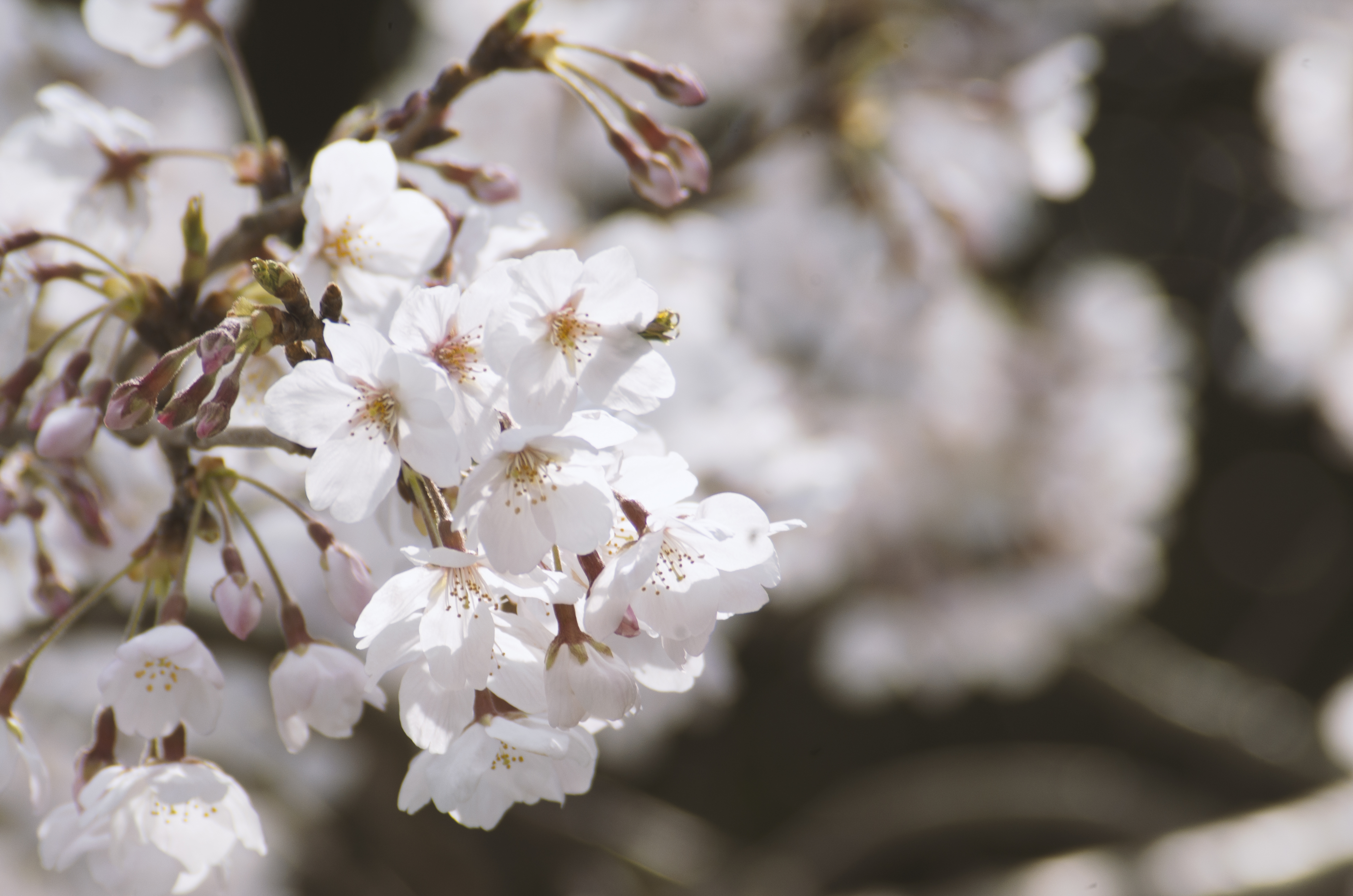 大井川の春を撮る その2ー家山の桜トンネル 大井川で逢いましょう