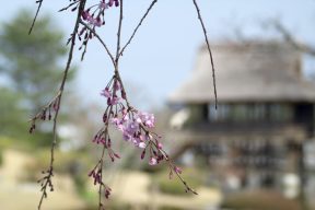 大井川の春を撮る その4-1ーふじのくに茶の都ミュージアム
