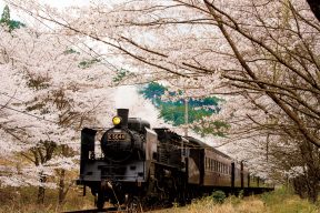 春は大井川鐵道で桜を見に行こう♪大井川春の1泊2日モデルコース