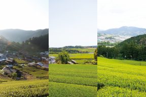 お茶どころ静岡県でも珍しい！3つのブランド茶のある街「島田市」の3種類のお茶を紹介