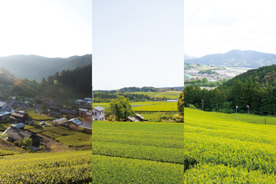 お茶どころ静岡県でも珍しい！3つのブランド茶のある街「島田市」の3 