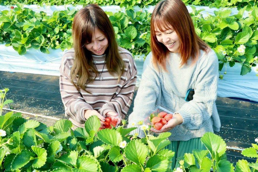 イチゴの栽培についても学べちゃう! 御前崎いちご収穫体験